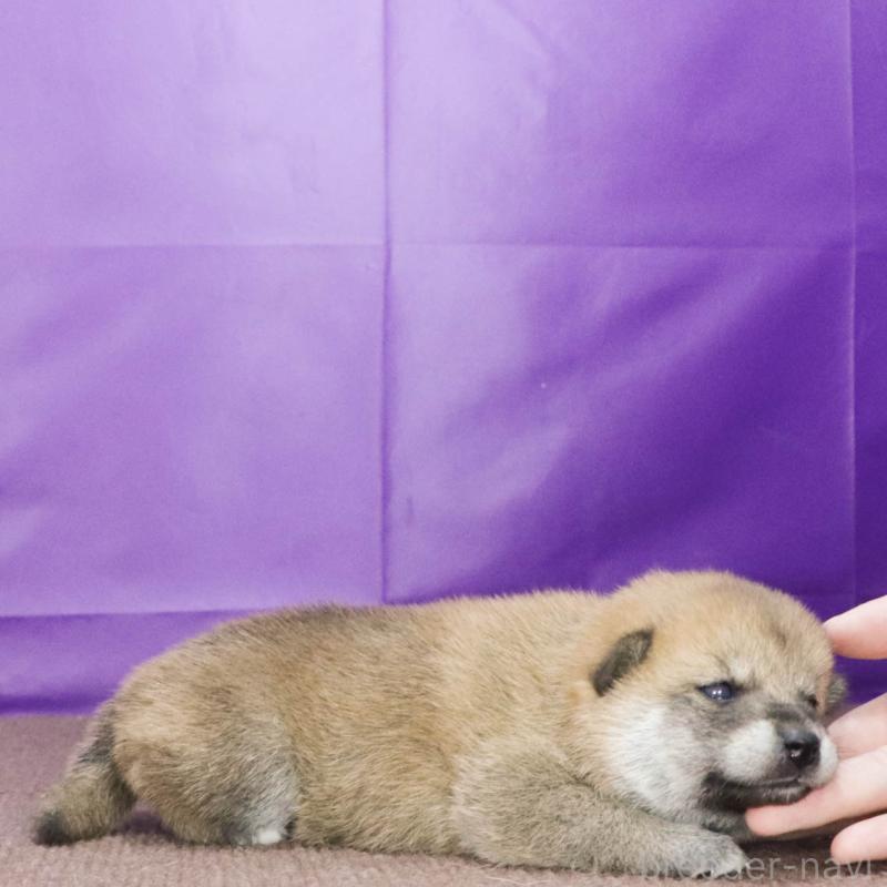 販売中の愛知県の柴犬-408843の2枚目